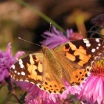1227757_orange_butterfly_2[1]