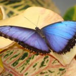 1266296_morpho_peleides_4[2]