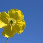 1284789_yellow_flower_on_blue_sky[1]