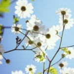1290197_white_flowers_against_blue_sky[3]